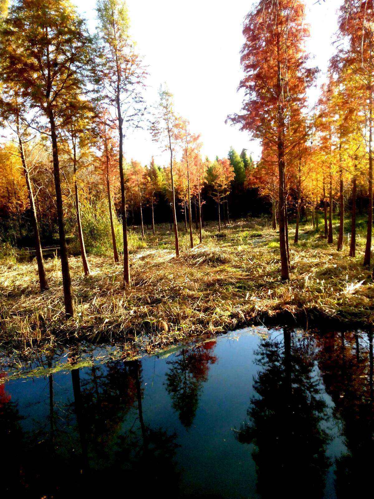 蝦紅G664工廠直銷外墻干掛園林廣場地鋪毛光板