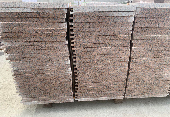 黃金麻大黃圖片